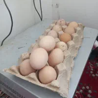 تخم مرغ لاری اصل|حیوانات مزرعه|مشهد, توس (بلوار توس)|دیوار