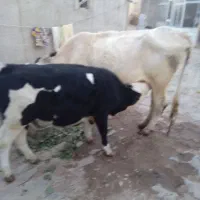 گاو|حیوانات مزرعه|سجاس رود, |دیوار