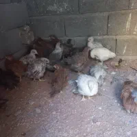 جوجه مرغ|حیوانات مزرعه|اصفهان, شهرک صنعتی جی|دیوار