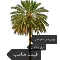 بریدن نخل و درخت قطع نخل و درخت هرس ت نقاط اهواز