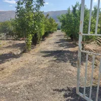 باغ انجیره|فروش زمین و ملک کلنگی|مرودشت, مختارآباد|دیوار