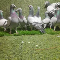 دودسته المانی کفترمسافتی زرهی باخطی
