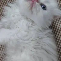 پرشین عروسکی چشم ابی|گربه|یزد, |دیوار