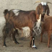 یه بز بالغ برای کشتار قیمت ۷ تومن