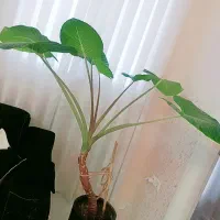 گل بابا ادم