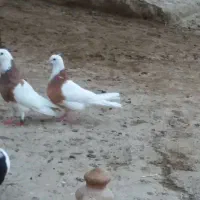 طوقی زردخال سیاه