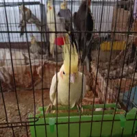 طوطی عروس بالغ به قیمت پیشنهادی و منصفانه شما