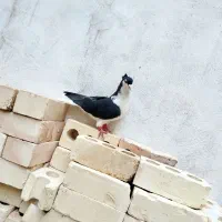 کفتر
