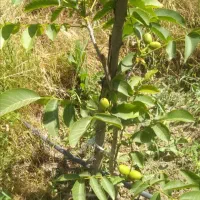 گردو پیوندی ییلاقات