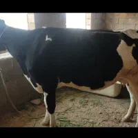 گاو هلشتاین اصل