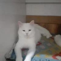 اسکاتیش|گربه|مشهد, حضرت حجت|دیوار