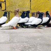 کفتر دم سفید|پرنده|شیراز, آبیاری|دیوار