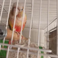 جفت گیرینچیک مولد 8 تخم با قفس کامل پول لازم