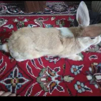 خرگوش معاوضه آگهی رو بخون