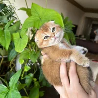 بچه گربه اسکاتیش 2ماهه گلد