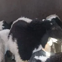 بره لتکی دم بزی|حیوانات مزرعه|بم, |دیوار