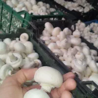 قارچ دکمه‌ای خوراکی