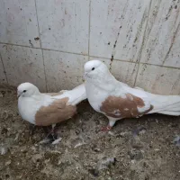 جفت دوکت زرد عتیقه