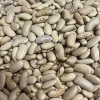 حبوبات|خوردنی و آشامیدنی|رشت, کوی فکوری|دیوار