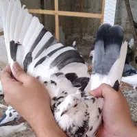 کفتر.پرشی.سوسکی.ماده|پرنده|تهران, بهاران|دیوار