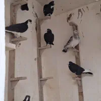 سیزده تا نر سوراخ اختیار آباد