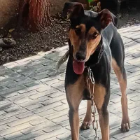 سگ دوبرمن بارگ خونی بالا|سگ|کرمانشاه, |دیوار