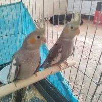 دو عدد عروس هلندی نر و ماده آرام و یک جفت فنچ