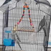 عروس هلندی خونگی بهشرت حرف زدن|پرنده|قرچک, شهرک طلائیه|دیوار