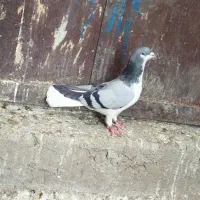 کبوتروکفتر