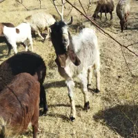 یک عدد نربز نژدی