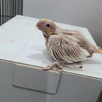 عروس هلندی با جوجه|پرنده|زابل, |دیوار