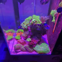 اکواریوم اب شور و مرجان