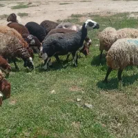 ۱۲ راس میش و بره