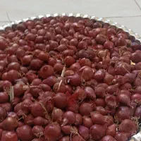 پیاز ریز|خوردنی و آشامیدنی|گوآور, |دیوار
