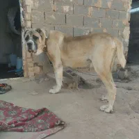 درشت مولد خوب براتوله کشی پاپی هم بازیگوش