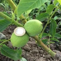 پیش فروش نهال|خدمات باغبانی و درختکاری|تهران, دکتر هوشیار|دیوار