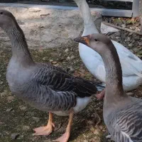 غاز ، اردک اسرائیلی