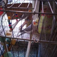 یک جفت عروس بالغ باقفس