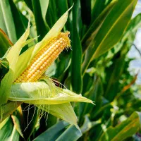 بلال و علوفه  دامی