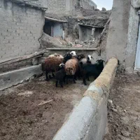 میش بره|حیوانات مزرعه|زرین دشت (همدان), |دیوار