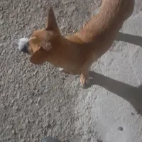 سگ پا کوتاه