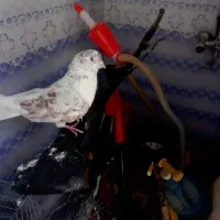 یک جفت کبوتر فروش فوری