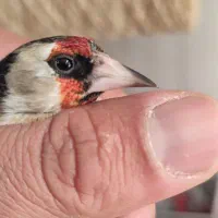 سهره سر سیاه استان فارسی