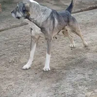 سگ پژدر|سگ|میاندوآب, |دیوار