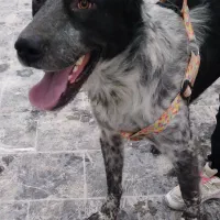 سگ قهدرجانی|سگ|کرج, ساماندهی|دیوار