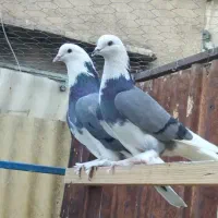 کفتر گرو دهنجور ضمانتی|پرنده|تهران, سلسبیل جنوبی|دیوار