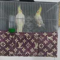 کاور قفس دامنی قفس باکس قفس