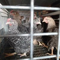 جوجه مرغ خروس بومی محلی تخمگذار لوهمن آمروک پاسیاه|حیوانات مزرعه|شیراز, دودمان|دیوار