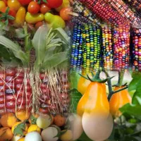 بذر بادمجان تخم مرغی و ...|حراج|اهواز, شهرک دانشگاه|دیوار