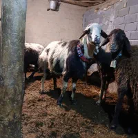 قوچ پلنگی بروجردی